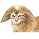 Uživatelský avatar